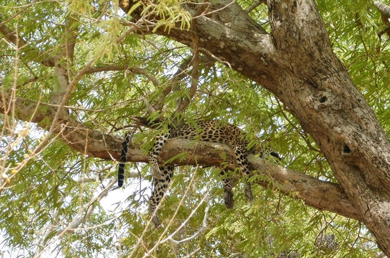 Buttala Galapita Eco Lodge מראה חיצוני תמונה