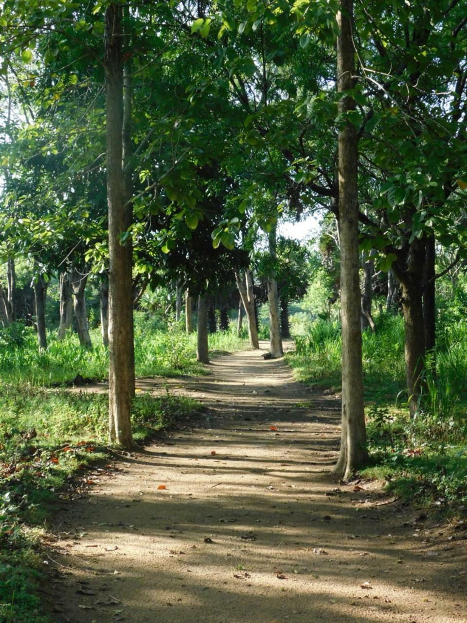 Buttala Galapita Eco Lodge מראה חיצוני תמונה