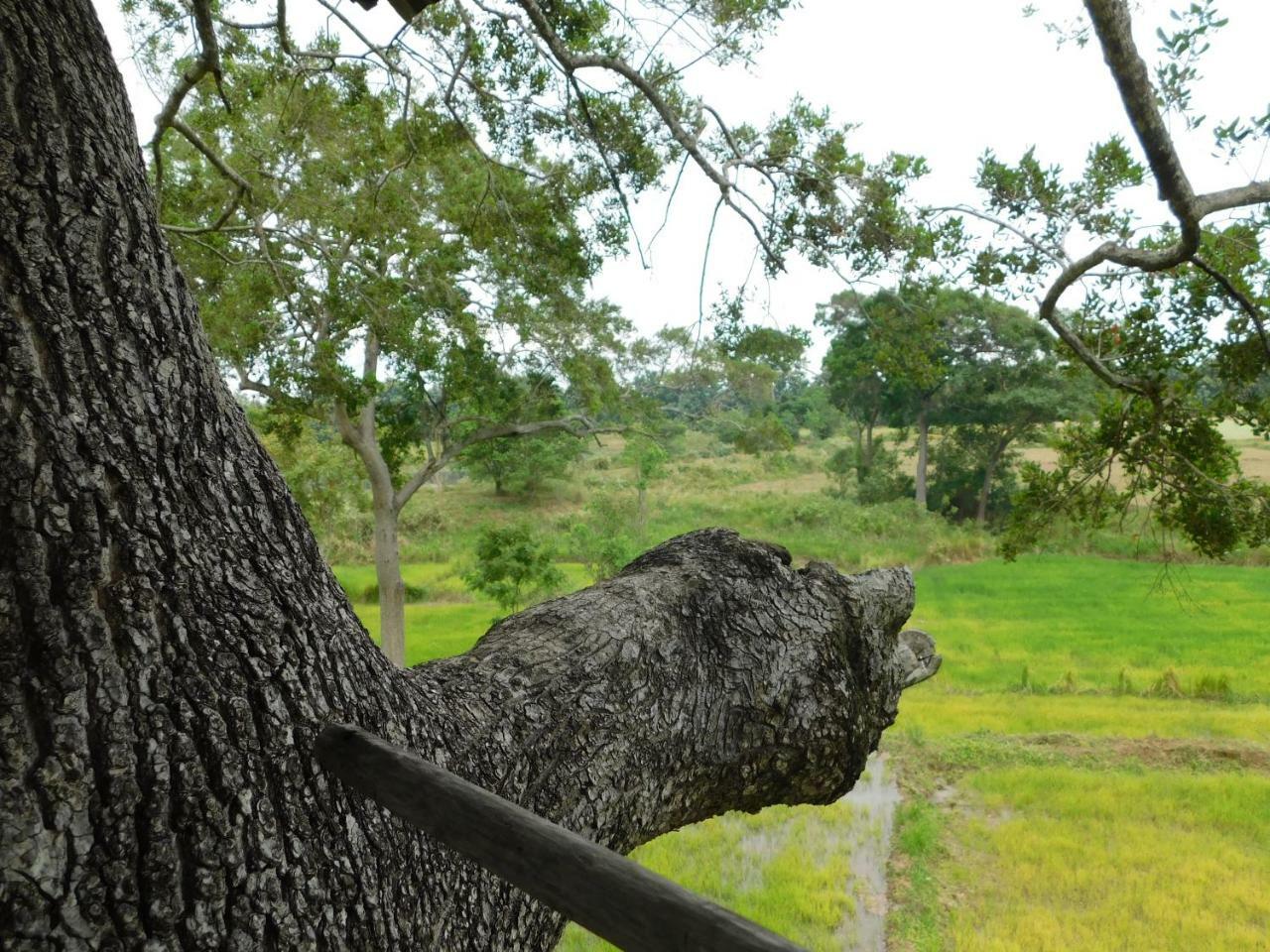 Buttala Galapita Eco Lodge מראה חיצוני תמונה